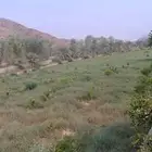 مزرعة للايجار في المخواة