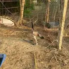 دجاجه سندي بيور على السوم