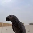 كاسكو انثئ محلل للبيع
