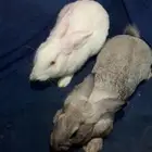 ارانب للبيع