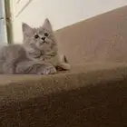 قطة شيرازي