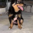 كلب للبيع اليف ولطيف