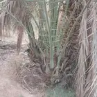 يوجد لدينا فروخ خلاص كميه مفتوحه وسعر مناسب