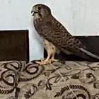 شبوط وحش للبيع