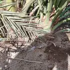 مجدول قلاعين العدد 200