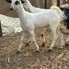 ثلاث جفار بيشيه (تم البيع )