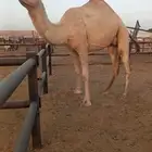 ضريبه شقحاء للبيع