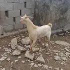 تيس للبيع
