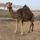 لقحات 3 حمر الحد من 5800 تم البيع