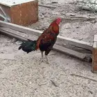 ثنين دياكه هندي