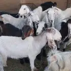 معزة هولنديه ومصريه دفيع