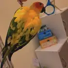 ببغاء صن كنيور أليف صبغه جميله ومميزه