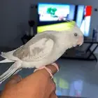 كروان هولندي اليف