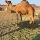 لقحات 8 حمر طيبات الحد من 6000