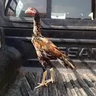 دجاج للبيع
