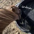 مهره عربيه بدون ورق