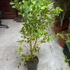 يتوفر لدينا جميع أنواع النخيل