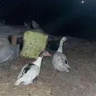 وز بلدي للبيع الموقع حي الجامعه للتواصل واتساب او اتصال