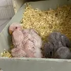 جوز روز (( تم البيع. ))