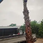 ابوياسين لبيع جميع انواع النخيل البلدي والواشنطن والفسيل