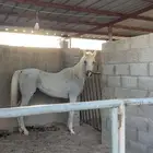 فرس واهو للبيع