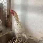 جوز سندي فاخر