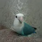 للبيع طائر روز انثى اليفه هدد داخلي وخارجي