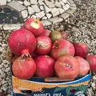 رمان حامض