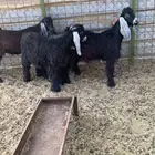 تيوس ثلاجة فل الفل شحم شرط نظيف على الشرط ماشاء الله تبارك