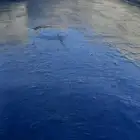المبرز