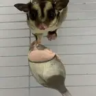 شوقر قلايدر السنجاب الطائر اليف Sugar Glider