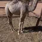 حشو للبيع عمر 6شهور سمين وطيب في مزرعه في الجله