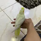 فرخ كروان عمر شهر ونص تقريبا مفطوم الطير مفقود