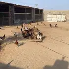 دجاج وديوك بلدي وحمام فرنسي