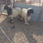 خرفان نعيم اضاحي