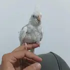 للبيع كروان ذكر هولندي