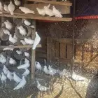 حمام فرنسي عشه