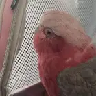 كوكاتو قالا