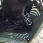 لعشاق القطط قطه اليفه فصيله نادره