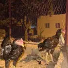 فروخ سنود