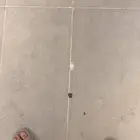 مبلط