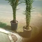 يوجد لدينا نخل للبيع عربي واشنطني وملوكي جميع انواع والمقسات