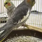 كروان ذكرين كانت اليفه اهملتها فتره صار فيها توحش شوي