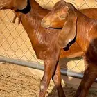 مشاريع دهم فحول جم توم جروم