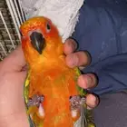 ببغاء صن كنيور أليف جدا وهدد داخلي و خارجي .