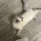 قط هملايا خاليه من إلا مراض غير مطعمه
