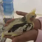 3 فروخ كروان