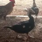 بط مصري الصحه شرط والانتاج