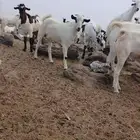 تيوس مناسبات