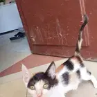 قطة للتبني